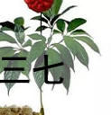 三七
